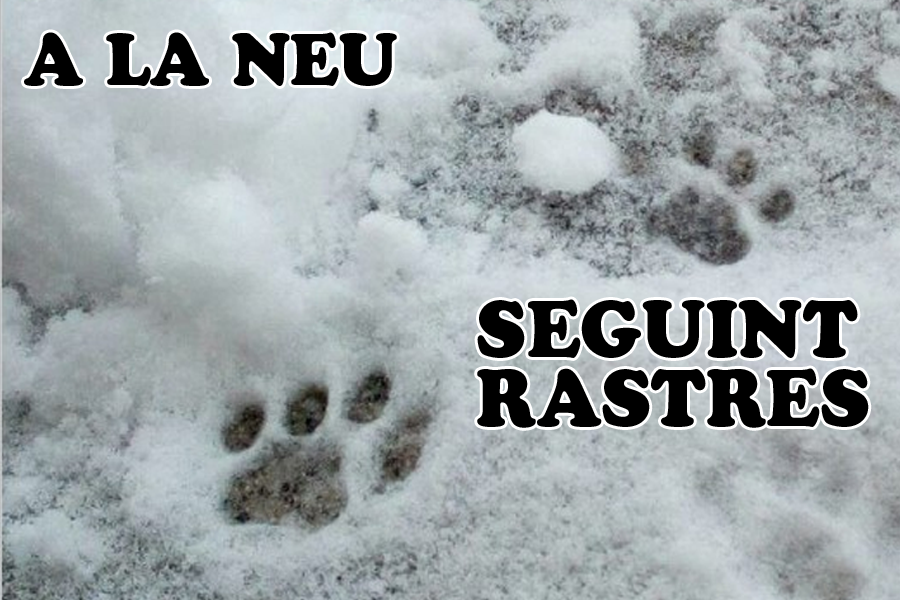 Seguint rastres a la neu