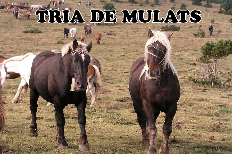 Acompanya les eugues en el camí de tornada a Molló