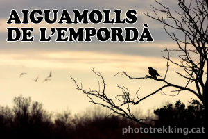 Sortida Fotogràfica de Tardor a la Fageda de Camprodon