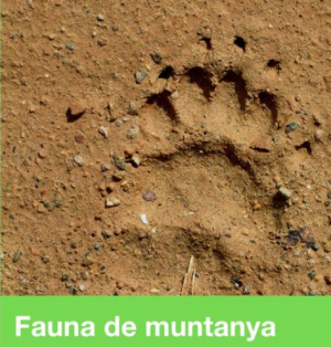 Fauna de muntanya: "Els rastres d'alta muntanya"