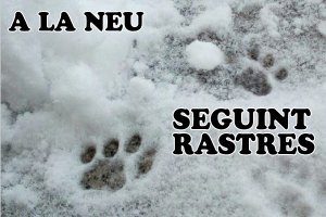 Seguint rastres a la neu