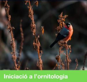 Els ocells d’Ulldeter: iniciació a l'ornitologia