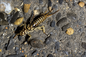 Els petits monstres del riu