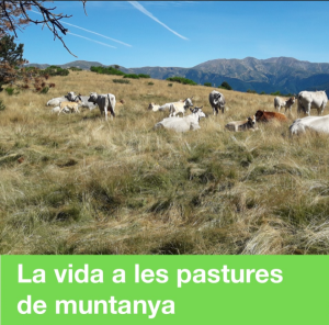 La vida a les pastures de muntanya. Coneix la ramaderia extensiva d'alta muntanya i gaudeix de l'entorn del Parc Natural
