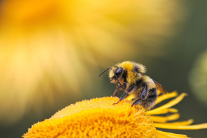 Taller d'iniciació a la fotografia de natura
