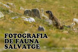 Fotografia de fauna salvatge a Fontlletera