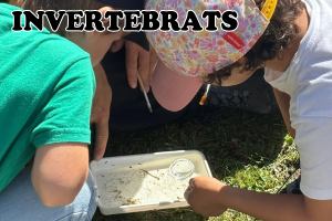 Descoberta local: Els invertebrats de l'entorn d'Ulldeter